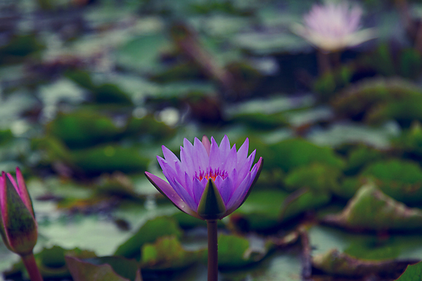 포토 JPG 해외이미지 식물 계절 공원 꽃잎 꽃 호수 분홍색 백그라운드 잎 꽃무늬 자연 사람없음 야외 장식 빨간색 초록색 물 파란색 컬러풀 반사 노란색 정원 봄 벚꽃 흰색 연못 개화 정상 묘사 명상 그림 내추럴 이국적 해외202004 해외포토 자연요소 공공시설 컬러 무늬 생태계 파일형식 이미지허브