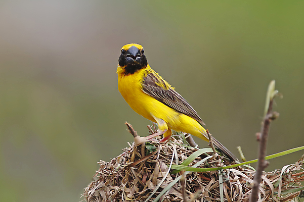 포토 JPG 해외이미지 나무 동물 여자 남자 아시아 얼굴 야생동물 백그라운드 날개 자연 조류 동양인 사람없음 야외 목재 가로 초록색 컬러풀 머리 환경 나뭇가지 막대기 황금 닫기 둥지 깃털 꼬리 부리 서식지 생태학 이국적 해외202004 해외포토 식물 교육 나라 컬러 재료 모션 사람 인종 신체부위 생태계 파일형식 이미지허브