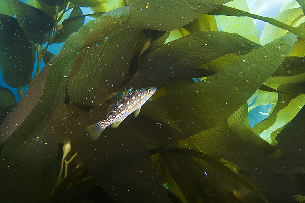 포토 JPG 해외이미지 동물 바다 자연 어류 사람없음 초록색 물 파란색 바닷속 수중 태평양 다시마 해외202004 해외포토 자연요소 컬러 수중동물 해조류 생태계 파일형식 이미지허브
