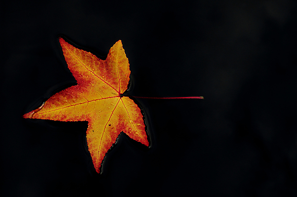 포토 JPG 해외이미지 나무 식물 구름 디자인 계절 백그라운드 단풍 잎 오렌지 자연 추상 사람없음 빨간색 물 여름 빛 컬러풀 반사 갈색 노란색 검은색 가을 황금 떨어짐 질감 10월 내추럴 강렬 고립 해외202004 해외포토 자연요소 컬러 컨셉 무늬 과일 날짜 생태계 파일형식 이미지허브