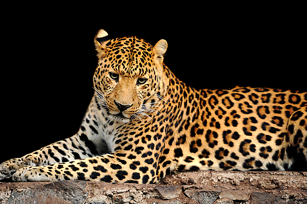 포토 JPG 해외이미지 동물 응시 얼굴 야생동물 포유류 아프리카 자연 친절 수염 털 사람없음 야외 노란색 환경 검은색 고양이 분노 점 황무지 닫기 치아 위험 큼 모피 사파리 속도 육식동물 사냥꾼 표범 힘찬 해외202004 해외포토 직업 시선 감정 나라 컬러 컨셉 모션 신체부위 반려동물 소화기관 크기 생태계 파일형식 이미지허브