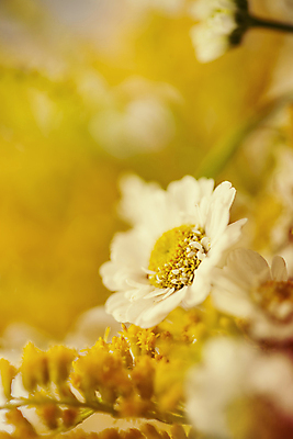 포토 JPG 해외이미지 식물 디자인 계절 꽃잎 꽃 줄기 꽃다발 백그라운드 꽃무늬 밭 자연 하늘 건강 풍경 사람없음 야외 초록색 여름 파란색 햇빛 태양 약 노란색 맑음 봄 벚꽃 흰색 시골 신선 그룹 허브 심볼 묘사 에코 데이지 내추럴 캐모마일 해외202004 해외포토 자연요소 컬러 무늬 농업 의학 날씨 환경 생태계 파일형식 이미지허브