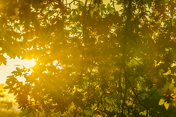 포토 JPG 해외이미지 나무 디자인 계절 백그라운드 컨셉 잎 오렌지 자연 프레임 따뜻함 사람없음 야외 빨간색 초록색 태양 맑음 가을 나뭇가지 황금 질감 내추럴 해외202004 해외포토 자연요소 식물 컬러 과일 날씨 생태계 파일형식 이미지허브