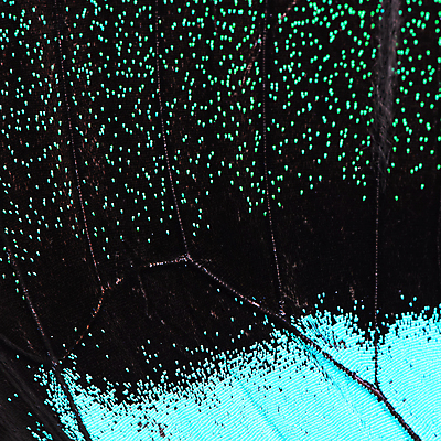 포토 JPG 해외이미지 동물 디자인 야생동물 나비 곤충 백그라운드 패턴 자연 사람없음 초록색 파란색 컬러풀 활발 벌레 묘사 질감 생물학 나방 내추럴 해외202004 해외포토 교육 컬러 컨셉 무늬 생태계 파일형식 이미지허브