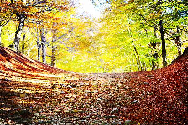 포토 JPG 해외이미지 나무 식물 계절 공원 도로 백그라운드 잎 오렌지 자연 풍경 사람없음 야외 목재 가로 빨간색 초록색 컬러풀 햇빛 태양 노란색 평화 활발 가을 시골 숲 11월 10월 내추럴 해외202004 해외포토 자연요소 공공시설 길 컬러 컨셉 과일 재료 교통시설 날짜 생태계 파일형식 이미지허브