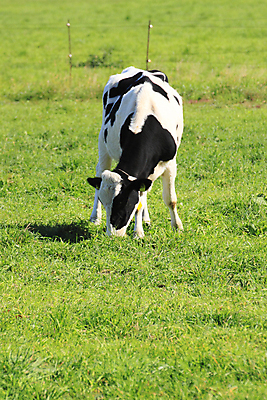포토 JPG 해외이미지 동물 백그라운드 밭 농업 자연 흑백 풍경 사람없음 가로 초록색 농장 일본 가축 소 닫기 밭일 해외202004 해외포토 산업 아시아 컬러 포유류 모션 촬영기법 생태계 파일형식 이미지허브