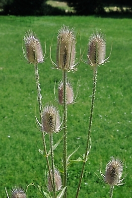 포토 JPG 해외이미지 식물 꽃 유럽 잎 자연 사람없음 야외 프랑스 신선 해외202004 해외포토 나라 생태계 파일형식 이미지허브