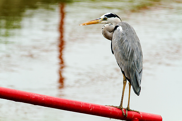 포토 JPG 해외이미지 동물 응시 호수 얼굴 야생동물 날개 자연 조류 아침 서기 사람없음 야외 물 파란색 컬러풀 반사 머리 회색 흰색 습지 큼 왜가리 깃털 사냥 부리 목 내추럴 동물상 해외202004 해외포토 주간 자연요소 시선 컬러 모션 신체부위 조형물 크기 생태계 파일형식 이미지허브