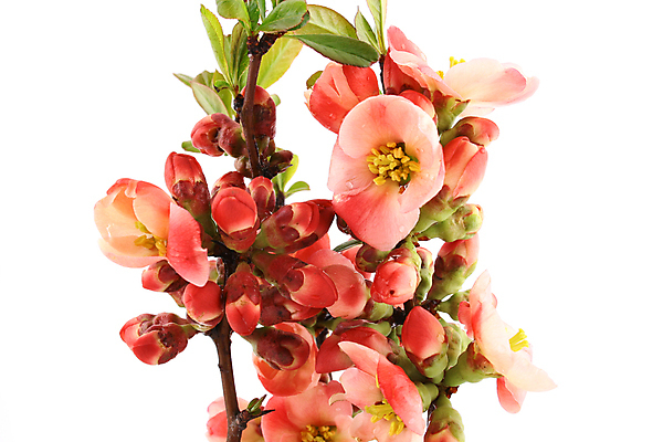 포토 JPG 해외이미지 나무 식물 계절 꽃잎 꽃 줄기 분홍색 백그라운드 꽃무늬 자연 사람없음 야외 초록색 컬러풀 정원 봄 성장 벚꽃 흰색 나뭇가지 개화 강렬 고립 살구 해외202004 해외포토 컬러 무늬 과일 생태계 파일형식 이미지허브