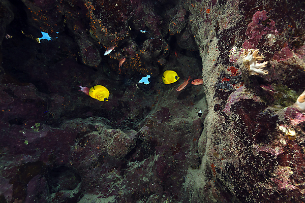 포토 JPG 해외이미지 식물 동물 모래 바다 백그라운드 자연 표면 어류 풍경 사람없음 물 파란색 컬러풀 햇빛 태양 바닷속 수중 광선 산호 아래 장면 암초 깊이 소금물 이국적 침몰 파라다이스 해외202004 해외포토 자연요소 컬러 수중동물 자포동물 방향 생태계 위치 파일형식 이미지허브