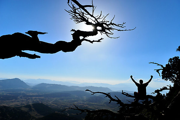 포토 JPG 해외이미지 나무 실루엣 산 사람없음 태양 우주 나뭇가지 관찰 향나무 해외202004 해외포토 자연요소 식물 모션 촬영기법 파일형식 이미지허브