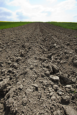 포토 JPG 해외이미지 나무 구름 계절 전통문화 밭 농업 하늘 그림자 옥수수 풍경 사람없음 초록색 여름 농장 봄 줄무늬 가을 농촌 구멍 작음 땅 심플 일렬 평야 호밀 수평선 해외202004 해외포토 자연요소 식물 전통 산업 문화 컬러 무늬 자연 곡류 시골 크기 파일형식 이미지허브