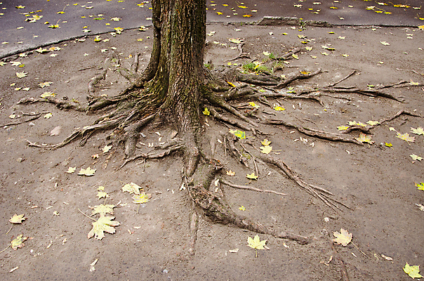 포토 JPG 해외이미지 나무 식물 공원 지구 백그라운드 잎 자연 거리 주택 풍경 사람없음 야외 목재 환경 도시 심볼 사인 뿌리 먼지 땅바닥 생태학 옛날 해외202004 해외포토 공공시설 교육 재료 바닥 건물 생태계 파일형식 이미지허브