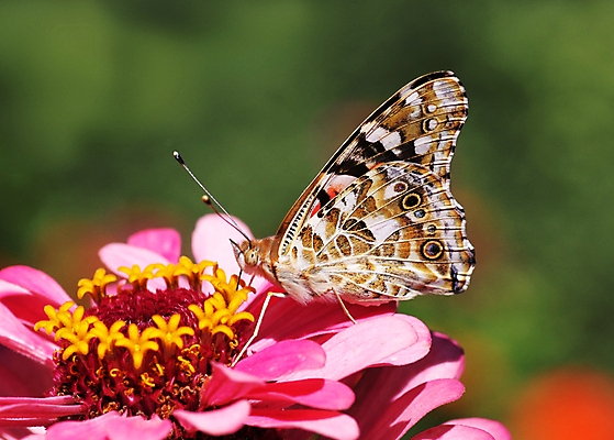 포토 JPG 해외이미지 식물 꽃 분홍색 나비 곤충 백그라운드 자연 앉기 사람없음 빨간색 초록색 컬러풀 환경 정원 보라색 오픈 내추럴 동물상 해외202004 해외포토 동물 컬러 모션 조형물 생태계 파일형식 이미지허브