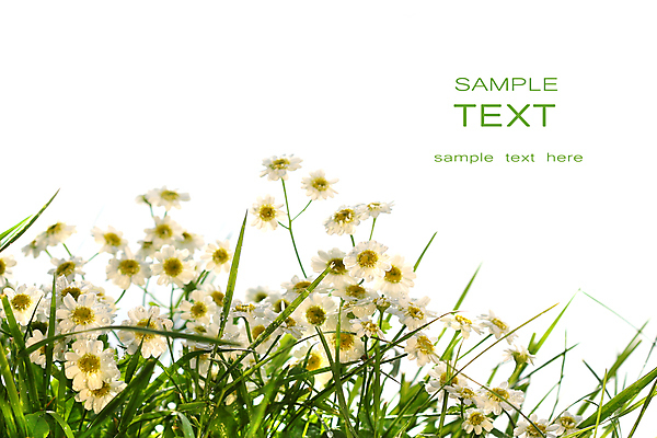 포토 JPG 해외이미지 나무 식물 계절 꽃잎 꽃 백그라운드 꽃무늬 자연 추상 사람없음 장식 초록색 여름 빛 컬러풀 노란색 정원 맑음 봄 성장 벚꽃 흰색 신선 개화 우아함 묘사 원예 데이지 심플 내추럴 고립 해외202004 해외포토 컬러 컨셉 무늬 날씨 취미 생태계 파일형식 이미지허브