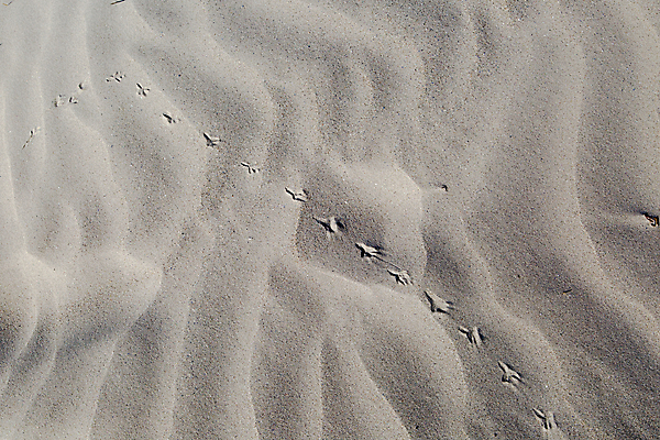포토 JPG 해외이미지 동물 모래 바다 여행 자연 휴가 사람없음 여름 모래사장 햇빛 태양 환경 맑음 사막 해외202004 해외포토 자연요소 계절 날씨 생태계 파일형식 이미지허브