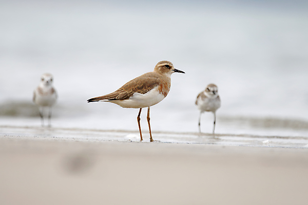 포토 JPG 해외이미지 동물 여자 남자 아시아 얼굴 야생동물 바다 백그라운드 날개 자연 조류 동양인 사람없음 야외 가로 컬러풀 머리 환경 닫기 깃털 꼬리 부리 소금 서식지 생태학 이국적 해외202004 해외포토 교육 나라 컬러 모션 사람 인종 신체부위 생태계 파일형식 이미지허브
