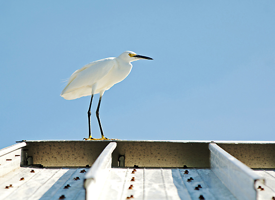 포토 JPG 해외이미지 동물 북아메리카 자연 갈매기 조류 하늘 지붕 주택 서기 사람없음 빨간색 맑음 검은색 미국 자유 흰색 우아함 깃털 부리 내추럴 무료 플로리다 해외202004 해외포토 컬러 컨셉 모션 날씨 아메리카 건물 생태계 파일형식 이미지허브