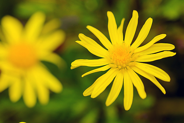 포토 JPG 해외이미지 모양 식물 꽃 백그라운드 밭 자연 사람없음 장식 초록색 컬러풀 환경 정원 봄 시골 묘사 꽃가루 블러 해외202004 해외포토 계절 컬러 농업 가루 생태계 파일형식 이미지허브
