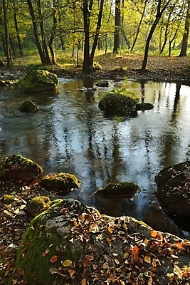 포토 JPG 해외이미지 나무 계절 공원 지구 단풍 잎 자연 국립공원 그림자 풍경 사람없음 야외 목재 초록색 물 강 컬러풀 반사 환경 봄 흐름 가을 나뭇가지 시골 개울 숲 땅 순수 장면 암초 굴곡 해외202004 해외포토 자연요소 식물 공공시설 컬러 컨셉 재료 생태계 파일형식 이미지허브