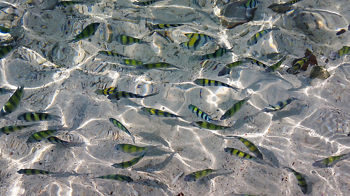 포토 JPG 해외이미지 동물 야생동물 모래 파도 바다 섬 백그라운드 자연 어류 사람없음 초록색 물 컬러풀 그룹 정상 내추럴 왜곡 해외202004 해외포토 자연요소 컬러 수중동물 생태계 파일형식 이미지허브