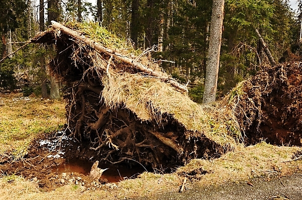 포토 JPG 해외이미지 나무 공원 농업 자연 바람 날씨 풍경 사람없음 목재 초록색 갈색 환경 손상 나뭇가지 죽음 떨어짐 숲 나무껍질 폭풍 보험 내추럴 깨짐 수목 옛날 재앙 가문비나무 해외202004 해외포토 자연요소 식물 공공시설 산업 컬러 컨셉 재료 껍질 생태계 파일형식 이미지허브
