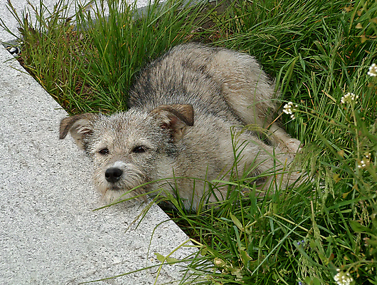 포토 JPG 해외이미지 얼굴 포유류 사람없음 야외 초록색 반려동물 정원 표현 개 강아지 만족 코 사냥개 귀 육식동물 보여주기 송곳니 양모 소통 거짓말 해외202004 해외포토 동물 감정 컬러 컨셉 모션 신체부위 직물 치아 파일형식 이미지허브