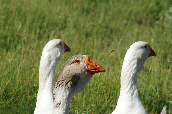 포토 JPG 해외이미지 응시 호수 조류 경비 사람없음 물 강 농장 머리 마을 수영 회색 흰색 시골 연못 뜨거움 보호 군중 깃털 메인 리더 시력 부리 목 거위 물새 제비 해외202004 해외포토 자연요소 동물 시선 컬러 컨셉 농업 안전 사람 신체부위 수상스포츠 파일형식 이미지허브