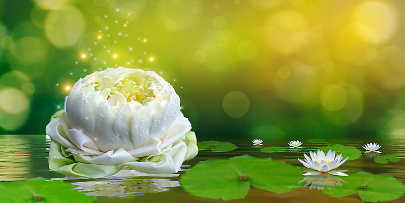 포토 JPG 해외이미지 식물 꽃 별 선 파도 백그라운드 컨셉 잎 꽃무늬 자연 벽지 동화 추상 휴식 요정 사람없음 물 파란색 빛 컬러풀 노란색 평화 보라색 꿈 흰색 연못 개화 신비 기적 명상 싱글 꽃가루 공상 마법 이국적 특별함 해외202004 해외포토 자연요소 바다 컬러 무늬 가루 생태계 파일형식 이미지허브