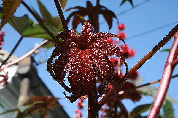 포토 JPG 해외이미지 식물 꽃 잎 꽃무늬 자연 사람없음 장식 빨간색 닫기 돌봄 이국적 해외202004 해외포토 컬러 무늬 모션 생태계 파일형식 이미지허브