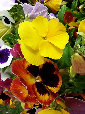 포토 JPG 해외이미지 식물 계절 꽃잎 꽃 백그라운드 자연 사람없음 야외 빨간색 세트 노란색 정원 성장 제비꽃 화단 해외202004 해외포토 컬러 생태계 파일형식 이미지허브