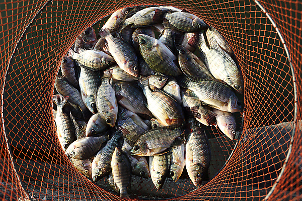 포토 JPG 해외이미지 호수 낚시 사람없음 초록색 강 흰색 죽음 연못 잡기 그물 작음 망사 생존 해외202004 해외포토 컬러 모션 레저 직물 크기 파일형식 이미지허브