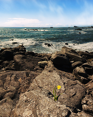 포토 JPG 해외이미지 구름 꽃 파도 바다 자연 하늘 표면 풍경 사람없음 파란색 노란색 성장 서핑 캘리포니아 암초 수선화 수평선 해외202004 해외포토 자연요소 식물 컬러 미국 수상스포츠 생태계 파일형식 이미지허브