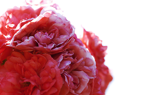 포토 JPG 해외이미지 커플 꽃잎 꽃 줄기 백그라운드 잎 자연 프레임 사람없음 가로 빨간색 초록색 빛 장미 머리 우주 활발 바위 신선 큼 배열 가득함 오브젝트 각도 문학 약혼 전경 완전 해외202004 해외포토 식물 컬러 결혼 컨셉 관계 풍경 신체부위 돌_바위 크기 생태계 약속 파일형식 탑뷰 이미지허브