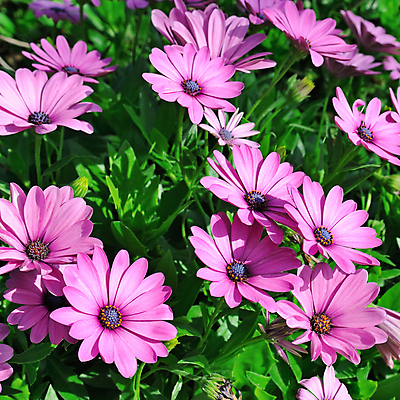 포토 JPG 해외이미지 식물 계절 공원 꽃잎 꽃 꽃다발 백그라운드 잎 꽃무늬 자연 사람없음 야외 장식 초록색 여름 컬러풀 햇빛 정원 보라색 봄 활발 벚꽃 침대 신선 그룹 허브 제비꽃 원예 생물학 화단 내추럴 해외202004 해외포토 공공시설 교육 컬러 가구 컨셉 무늬 취미 태양 생태계 파일형식 이미지허브