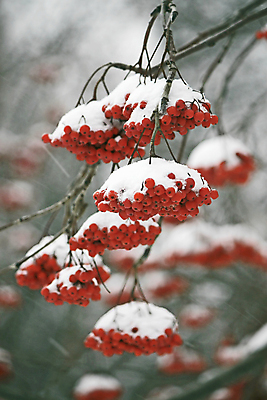 포토 JPG 해외이미지 나무 식물 계절 열매 겨울 과일 자연 사람없음 빨간색 흰색 나뭇가지 해외202004 해외포토 컬러 생태계 파일형식 이미지허브
