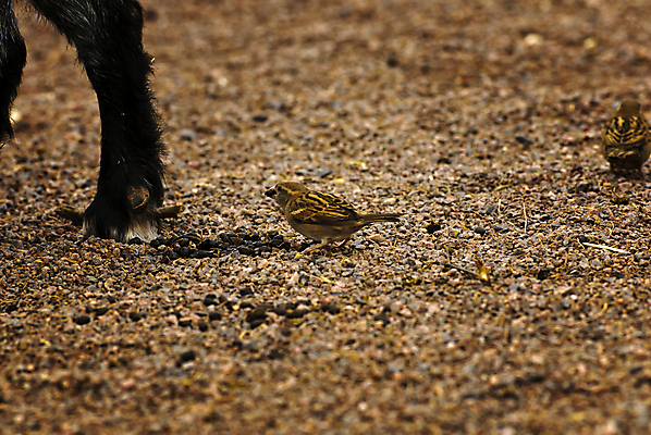 포토 JPG 해외이미지 동물 유럽 야생동물 자연 조류 동물원 노르웨이 사람없음 야외 봄 동물상 스칸디나비아 해외202004 해외포토 계절 나라 조형물 생태계 파일형식 이미지허브