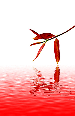 포토 JPG 해외이미지 식물 계절 줄기 백그라운드 잎 밭 자연 날씨 추상 잔디 사람없음 빨간색 여름 햇빛 태양 평화 우주 환경 정원 침묵 봄 활발 성장 가을 나뭇가지 신선 순수 생물학 내추럴 생태학 해외202004 해외포토 자연요소 나무 교육 컬러 컨셉 무늬 농업 소리 생태계 파일형식 이미지허브