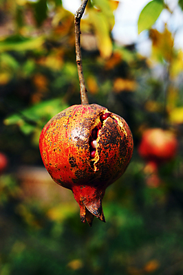 포토 JPG 해외이미지 주간 나무 잎 사람없음 야외 아웃포커스 과수원 석류 해외202004 해외포토 자연요소 식물 농업 과일 촬영기법 파일형식 이미지허브