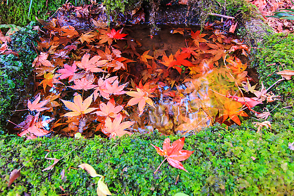 포토 JPG 해외이미지 나무 식물 계절 공원 실루엣 도로 여행 백그라운드 무지개 잎 패턴 자연 하늘 지붕 휴식 풍경 사람없음 빨간색 파란색 빛 컬러풀 햇빛 태양 정원 일본 활발 덮개 가을 나뭇가지 신선 보행로 닫기 숲 그늘 오솔길 강렬 해외202004 해외포토 자연요소 공공시설 아시아 길 컬러 컨셉 무늬 교통시설 모션 촬영기법 뚜껑 생태계 파일형식 이미지허브