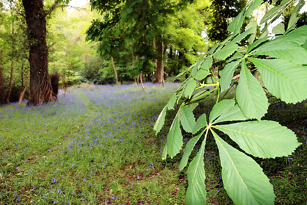 포토 JPG 해외이미지 나무 식물 계절 꽃 잎 자연 사람없음 초록색 여름 파란색 빛 컬러풀 환경 침묵 봄 종 나뭇가지 군중 소프트포커스 숲 비전 아일랜드 내추럴 블루벨 삼림지대 옛날 완벽 해외202004 해외포토 유럽 컬러 컨셉 촬영기법 사람 소리 생태계 파일형식 이미지허브