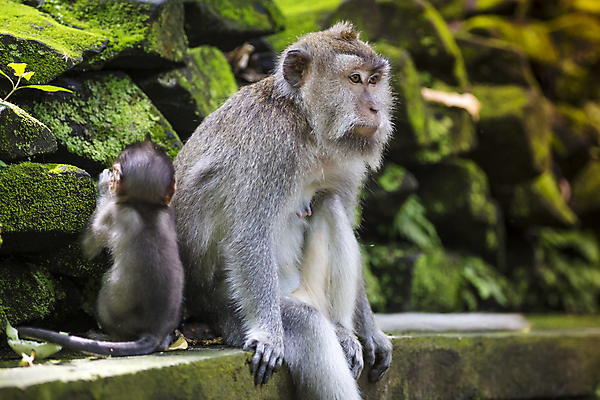 포토 JPG 해외이미지 동물 여자 야생동물 가족 청소년 엄마 사랑 사람없음 침묵 간호사 원숭이 아기 숲 먹이 가슴 간호 꼬리 발리 인도네시아 신성 돌봄 해외202004 해외포토 감정 아시아 섬 포유류 관계 모션 사람 신체부위 소리 의료진 파일형식 이미지허브