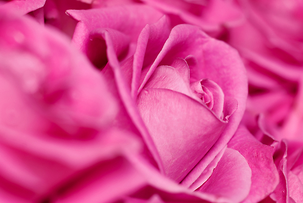 포토 JPG 해외이미지 꽃잎 꽃 분홍색 백그라운드 꽃무늬 자연 발렌타인데이 사랑 사람없음 장미 활발 벚꽃 화려 개화 우아함 닫기 묘사 강렬 바이탈 해외202004 해외포토 식물 감정 컬러 컨셉 무늬 모션 데이이벤트 생태계 파일형식 이미지허브