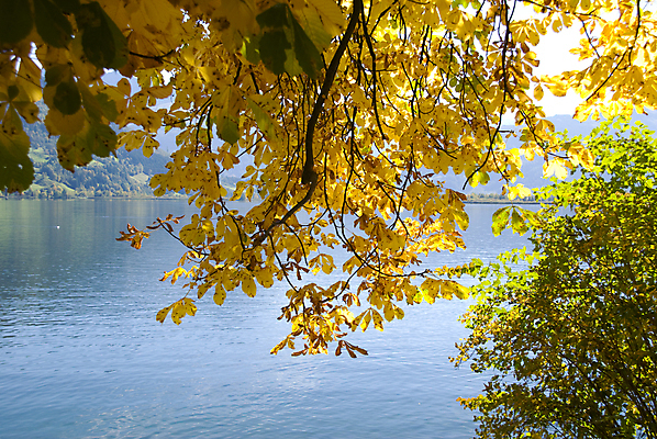 포토 JPG 해외이미지 나무 유럽 호수 여행 잎 패턴 자연 하늘 산 풍경 사람없음 야외 물 파란색 태양 노란색 마을 침묵 가을 보트 오스트리아 황금 숲 알프스 장면 해외202004 해외포토 자연요소 식물 계절 나라 컬러 무늬 배_교통 소리 생태계 파일형식 이미지허브