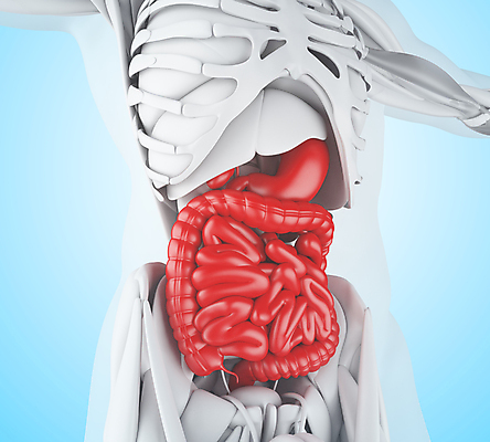 JPG 해외이미지 음식 과학 해부 건강 사람없음 약 모형 질병 간 췌장 해외202004 해외포토 포토 의학 장기_의학 파일형식 이미지허브