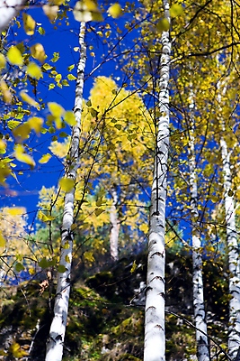 포토 JPG 해외이미지 나무 계절 공원 잎 자연 사람없음 노란색 침묵 가을 변화 황금 숲 자작나무 10월 해외202004 해외포토 식물 공공시설 컬러 컨셉 소리 날짜 생태계 파일형식 이미지허브