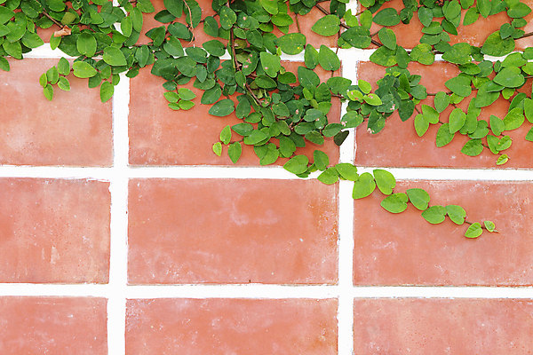 포토 JPG 해외이미지 벽 백그라운드 잎 꽃무늬 패턴 건축양식 자연 벽돌 주택 프레임 사람없음 장식 빨간색 초록색 여름 농장 농경지 가축 시골 재산 질감 아이비 내추럴 옛날 진짜 많음 해외202004 해외포토 식물 동물 계절 건축 꽃 컬러 컨셉 무늬 농업 건물 금융 생태계 파일형식 이미지허브