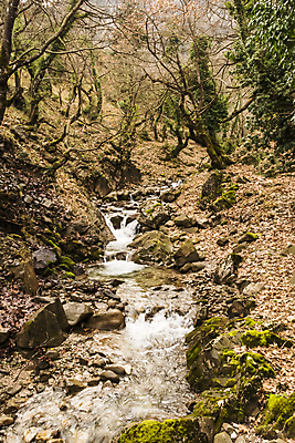 포토 JPG 해외이미지 나무 식물 계절 공원 길 호수 잎 겨울 오렌지 자국 자연 산 이끼 풍경 사람없음 목재 물 강 갈색 침묵 활발 흐름 가을 시골 개울 황무지 숲 오솔길 그림 장면 암초 발견 해외202004 해외포토 자연요소 공공시설 컬러 컨셉 과일 재료 소리 생태계 파일형식 이미지허브