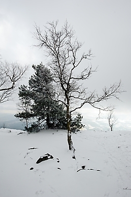포토 JPG 해외이미지 나무 계절 여행 백그라운드 겨울 자연 하늘 동화 날씨 산 풍경 사람없음 야외 목재 냉동 얼음 추위 흰색 숲 서리 장면 전나무 눈보라 폭설 눈내림 해외202004 해외포토 자연요소 식물 컬러 재료 눈_날씨 자연재해 생태계 파일형식 이미지허브