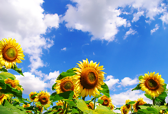 포토 JPG 해외이미지 주간 식물 꽃 잎 하늘 해바라기 씨앗 사람없음 야외 초록색 파란색 컬러풀 노란색 정원 봄 시골 쌍 실크 원예 꽃가루 꿀 깊이 해외202004 해외포토 자연요소 계절 컬러 취미 직물 가루 파일형식 이미지허브